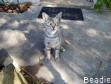 Beadie